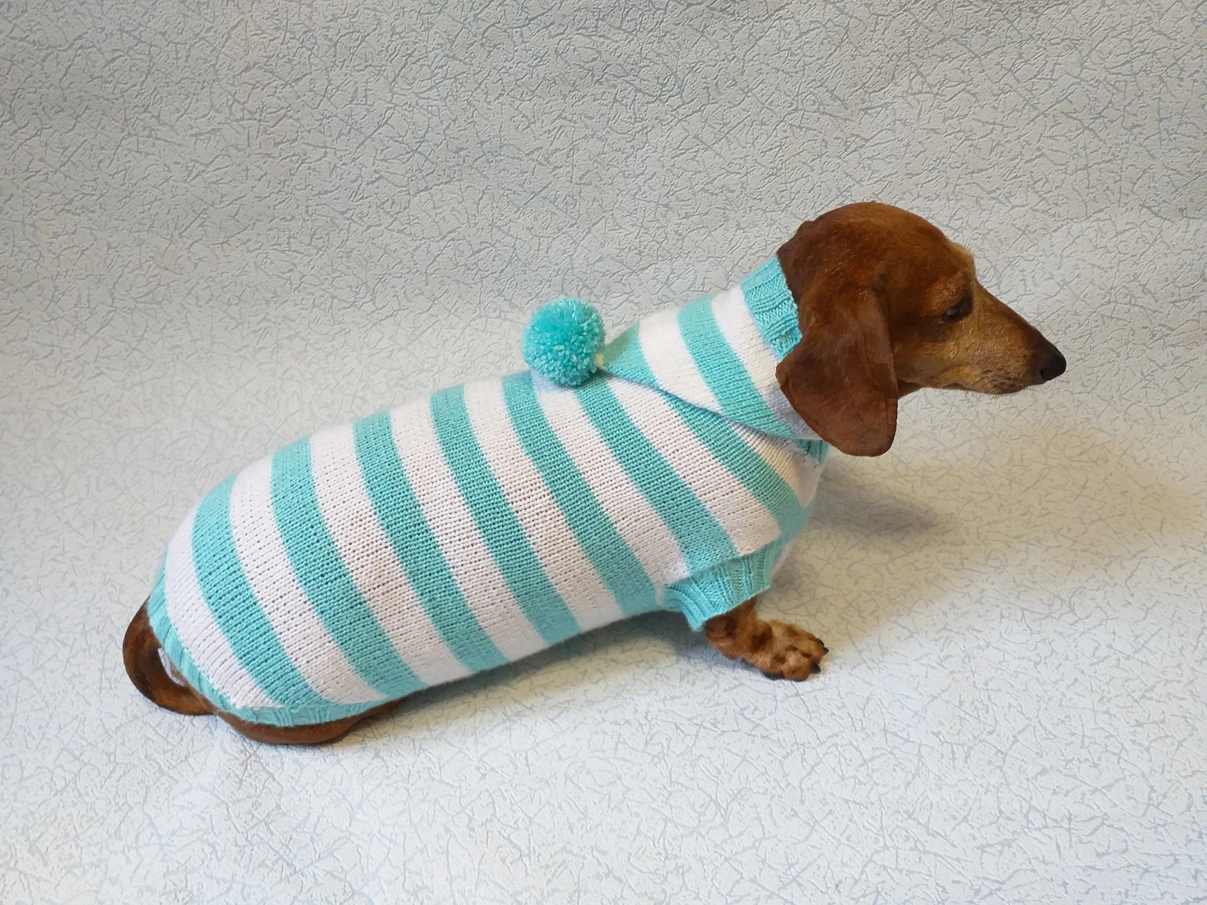 Knitted dachshund sweater with striped hood and pompom, hoodie for dachshund