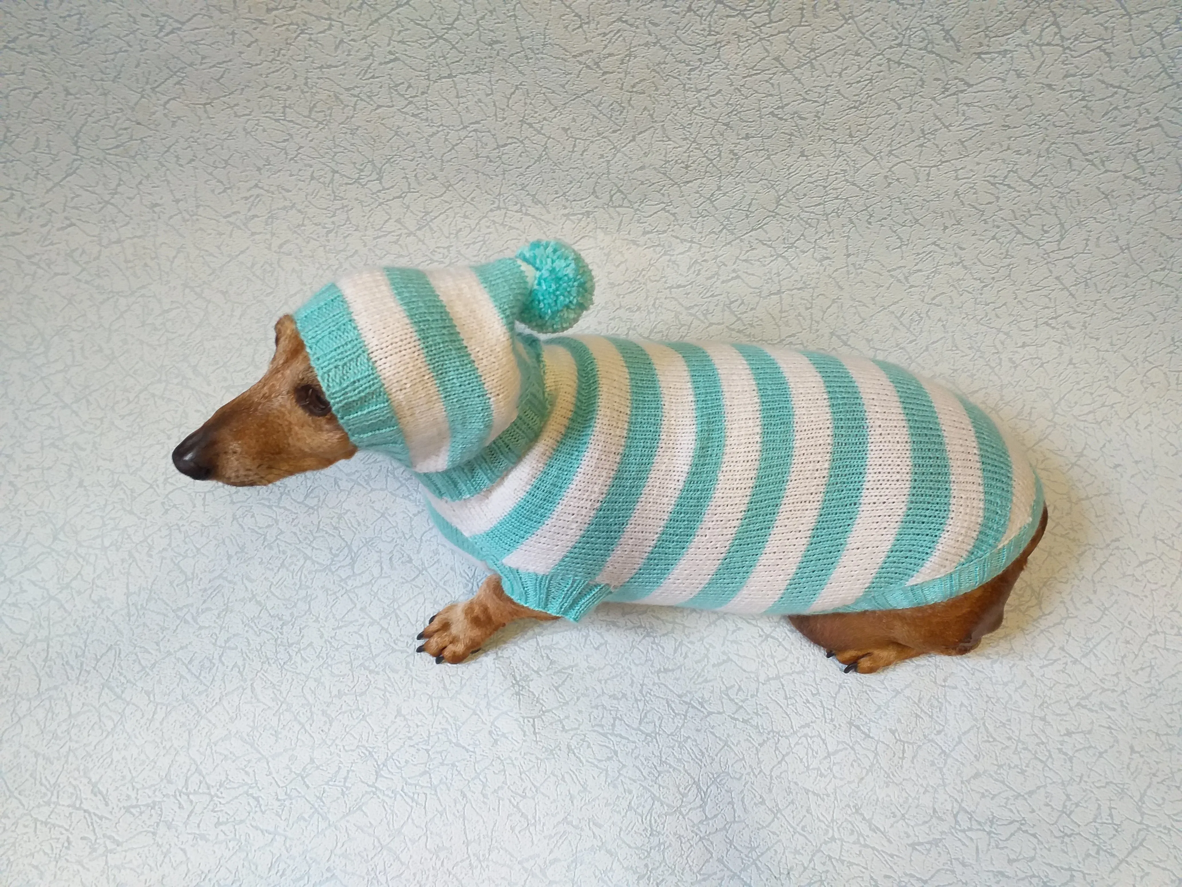 Knitted dachshund sweater with striped hood and pompom, hoodie for dachshund